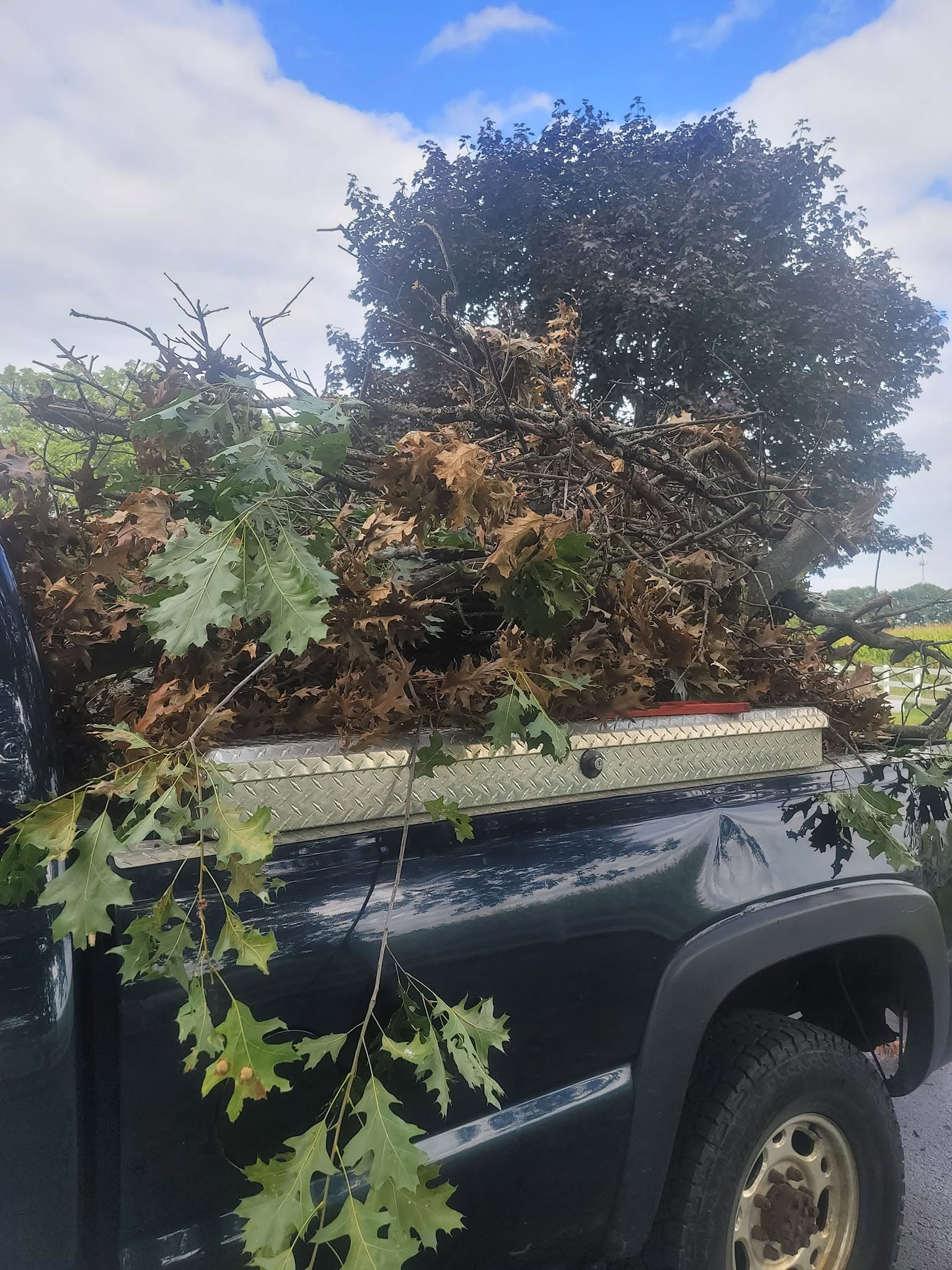Seasonal debris removal and cleanup