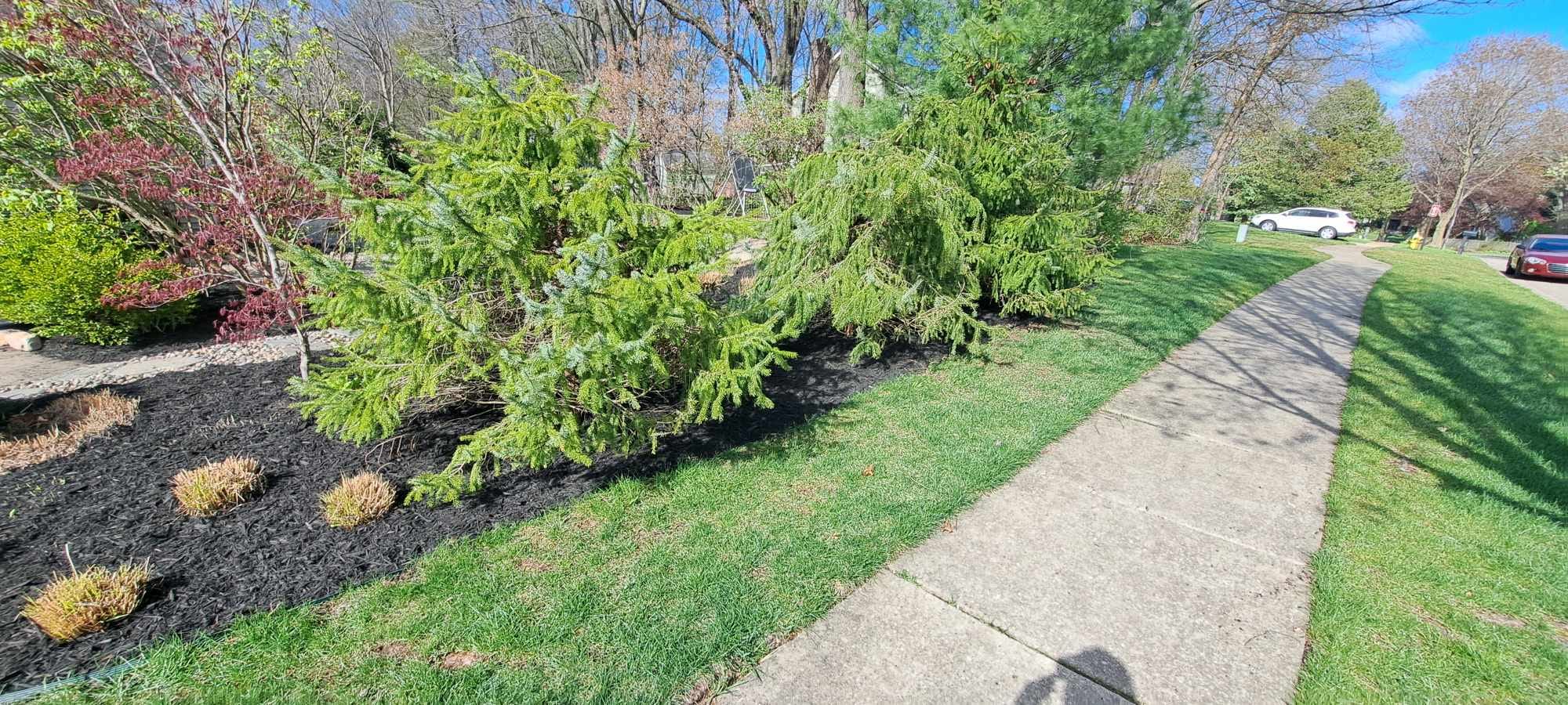 Decorative mulch and plant installation