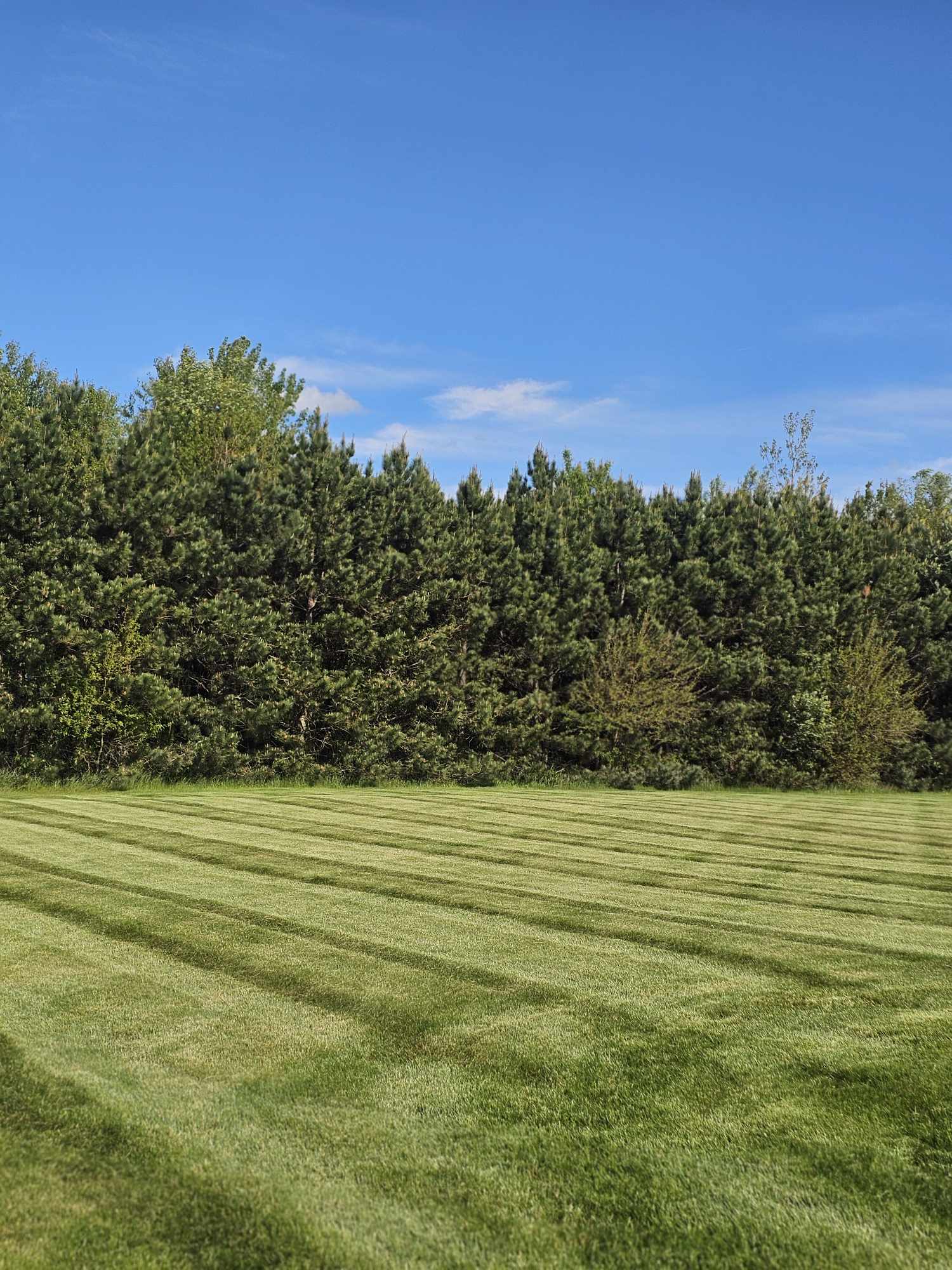 Professional lawn maintenance and mowing