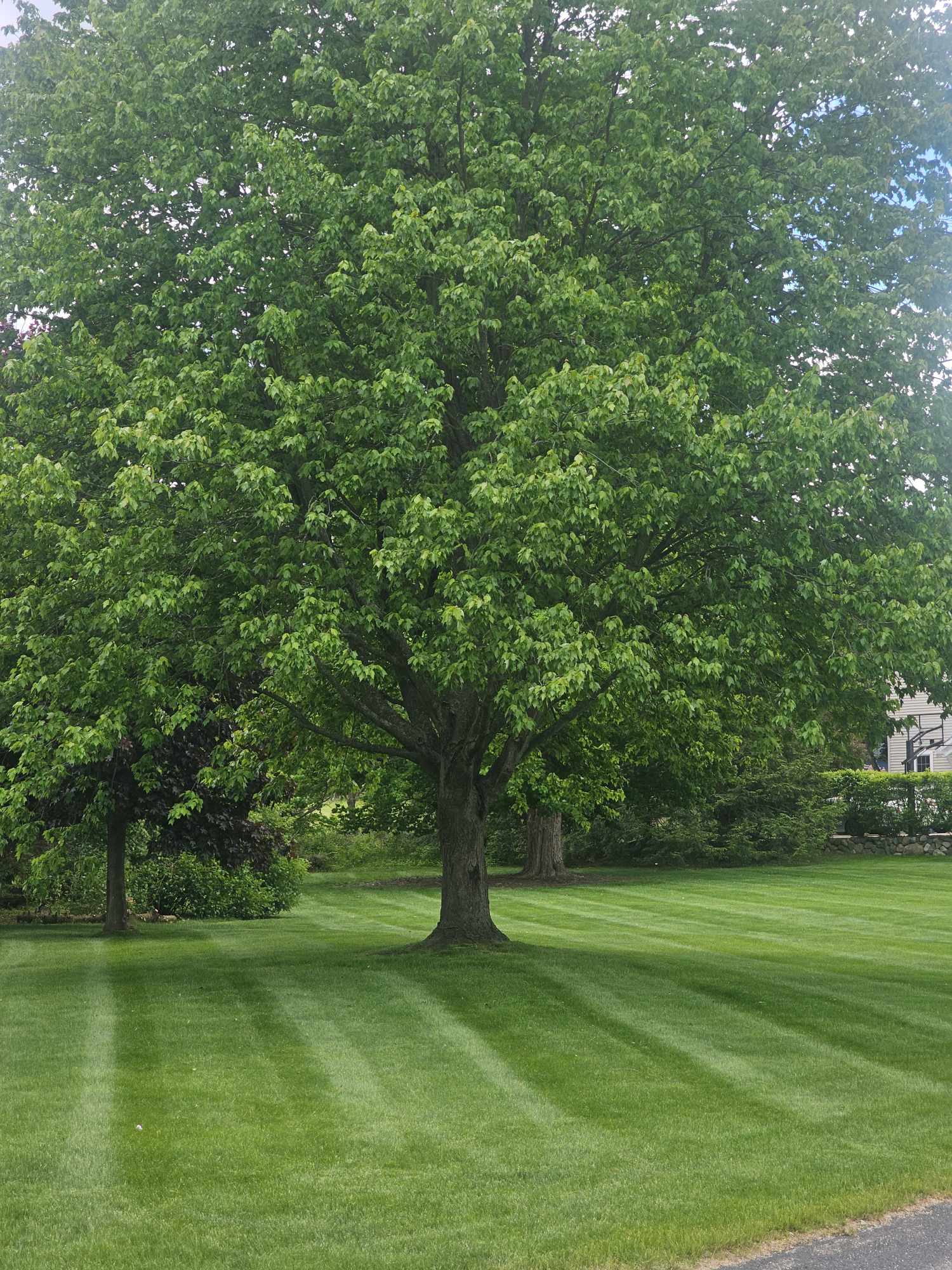 Quality lawn care and grass cutting